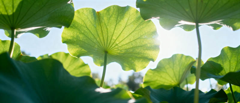荷叶迎光图片