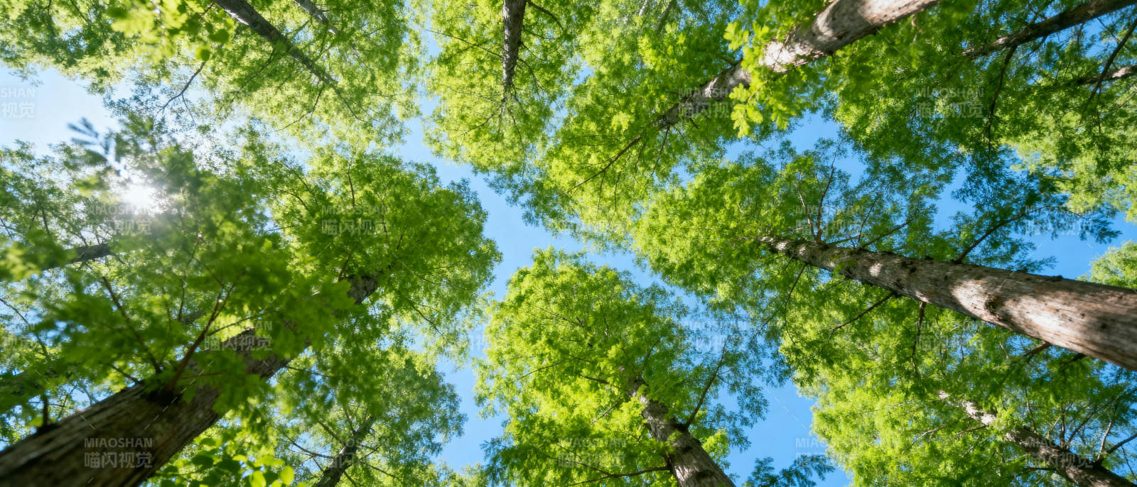 仰望森林绿意盎然图片
