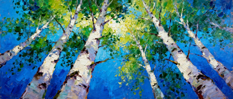 白桦林仰望图片