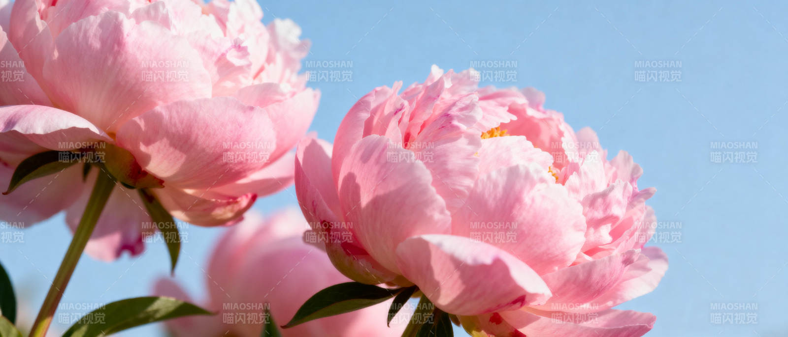 粉嫩牡丹绽放图片