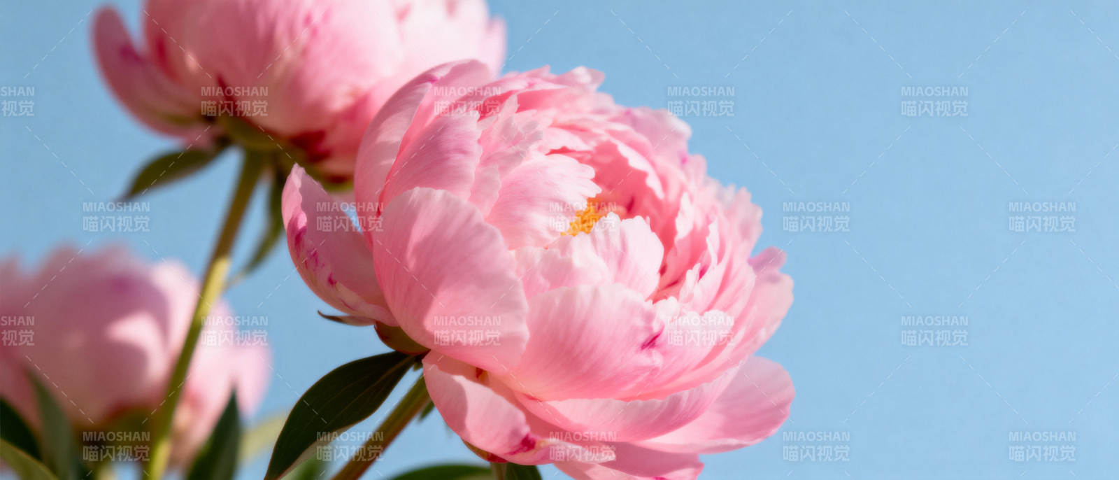 粉嫩牡丹迎风绽放图片