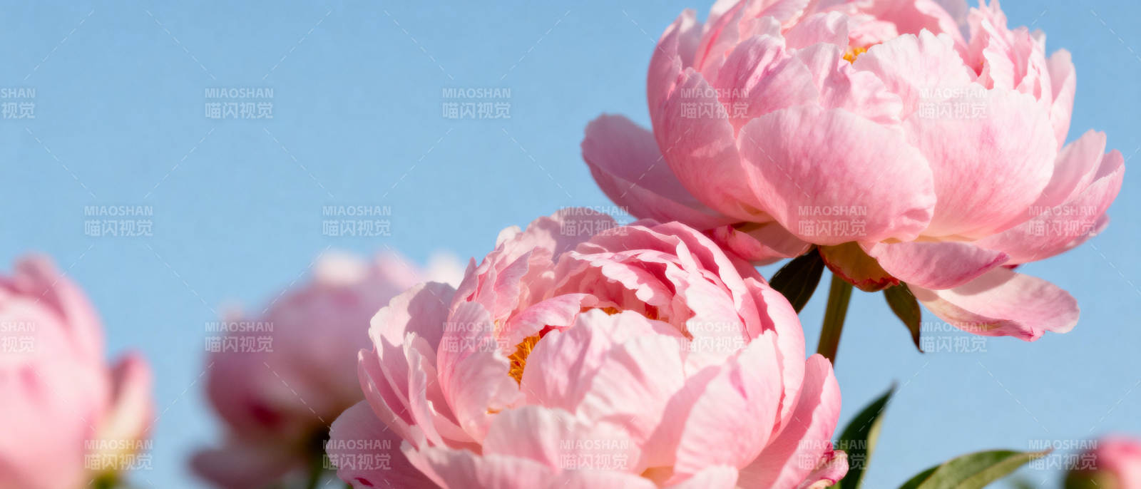 粉嫩牡丹绽放图片