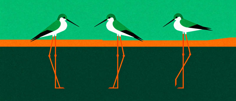 三只长腿鸟立橙线图片