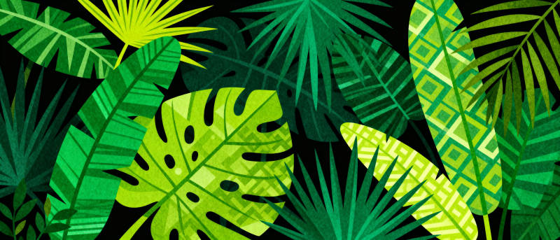 热带植物风情图片