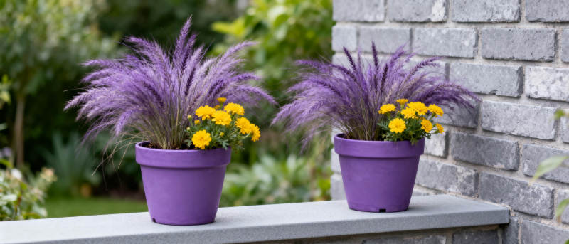 紫草黄花盆景图片