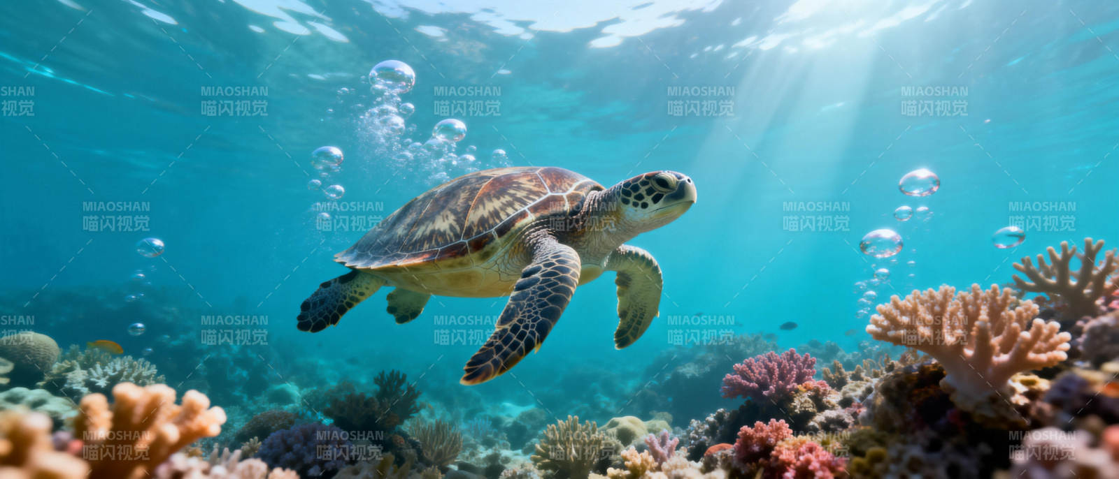 海龟游弋珊瑚礁图片