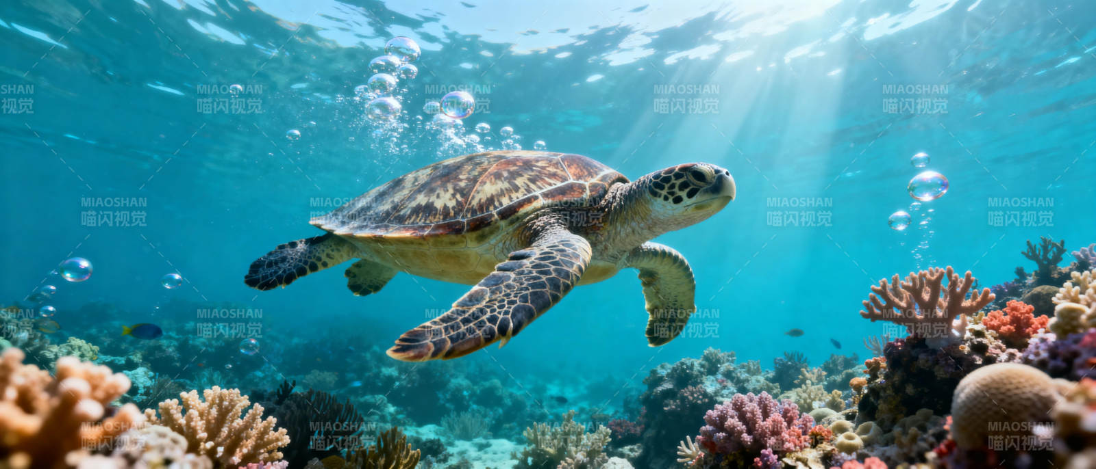 海龟畅游珊瑚礁图片