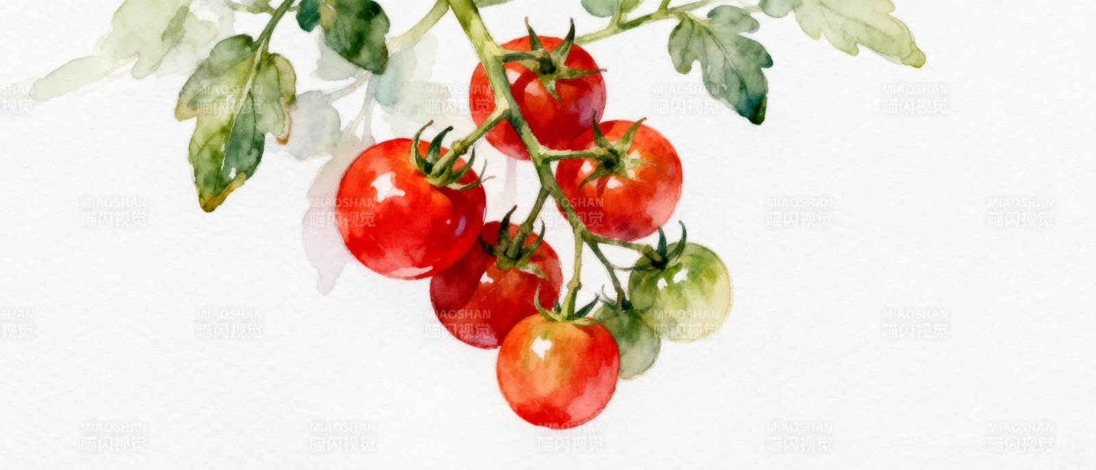 枝头红番茄图片