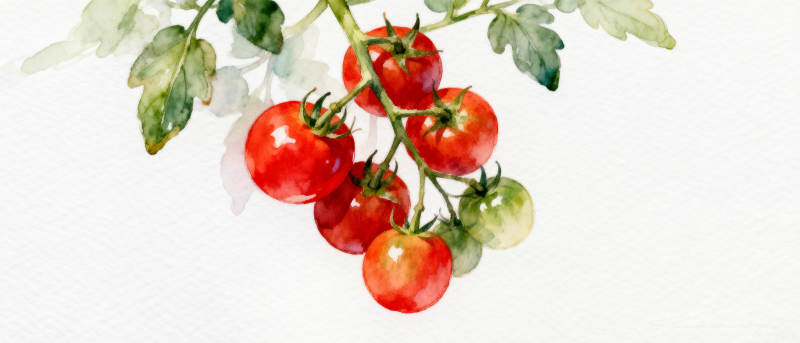 枝头红番茄图片