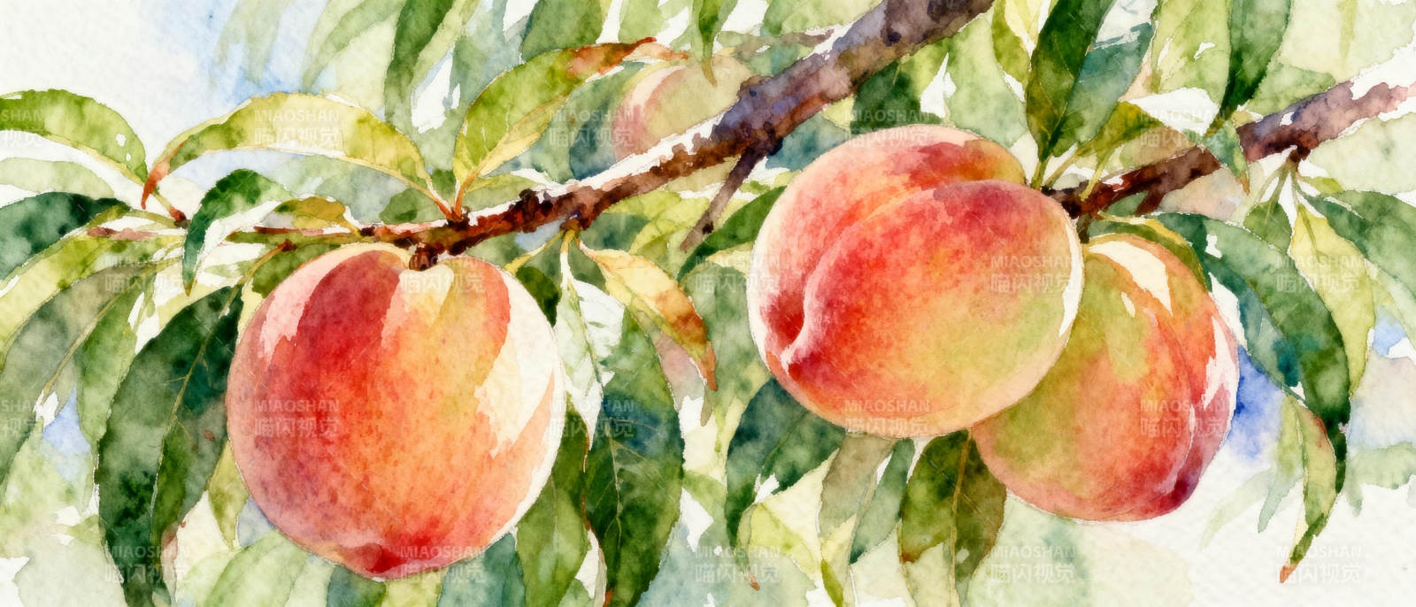 水彩桃子枝头挂图片