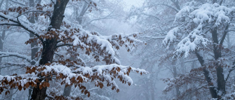 雪覆林间静谧景图片