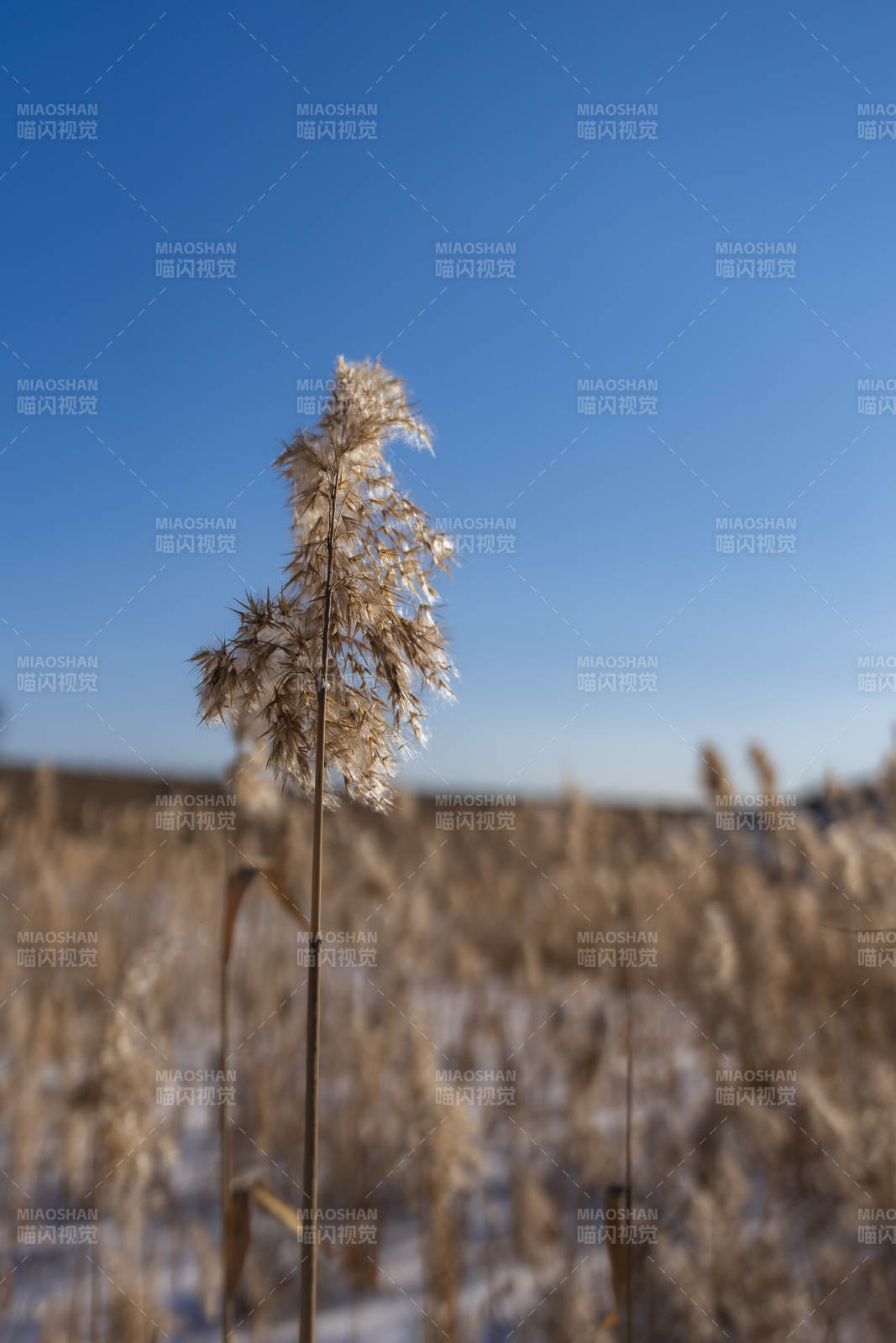冬日芦苇静立图片