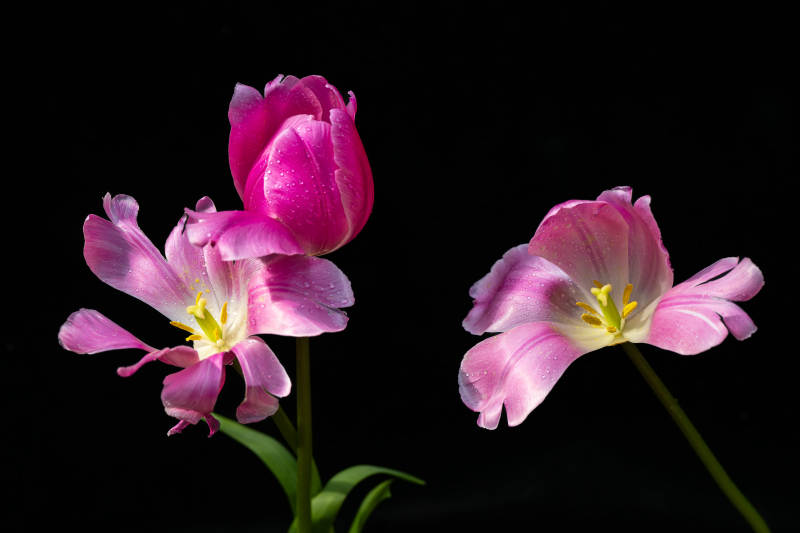 粉红郁金香绽放图片