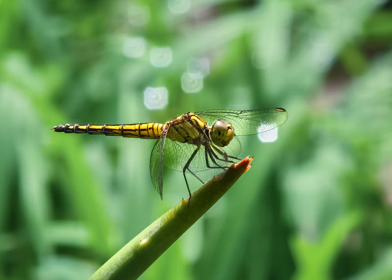 黄蜻停叶尖图片