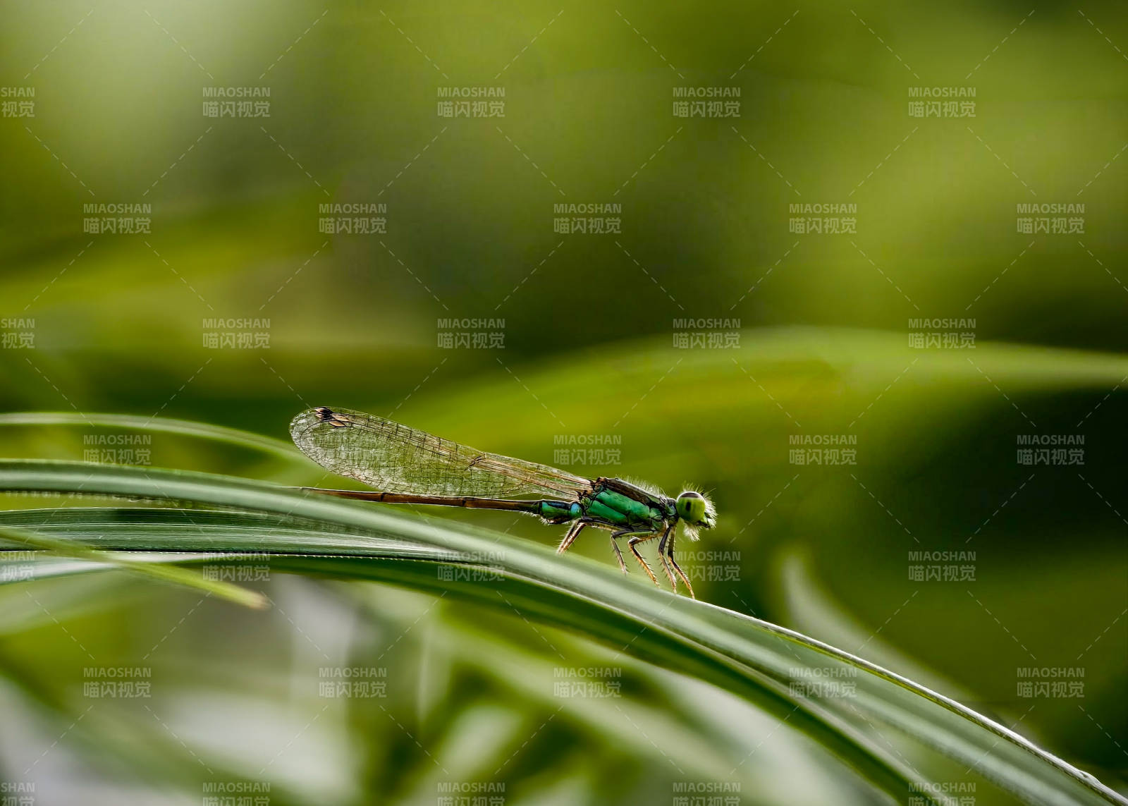 翠色蜻蜓栖草尖图片