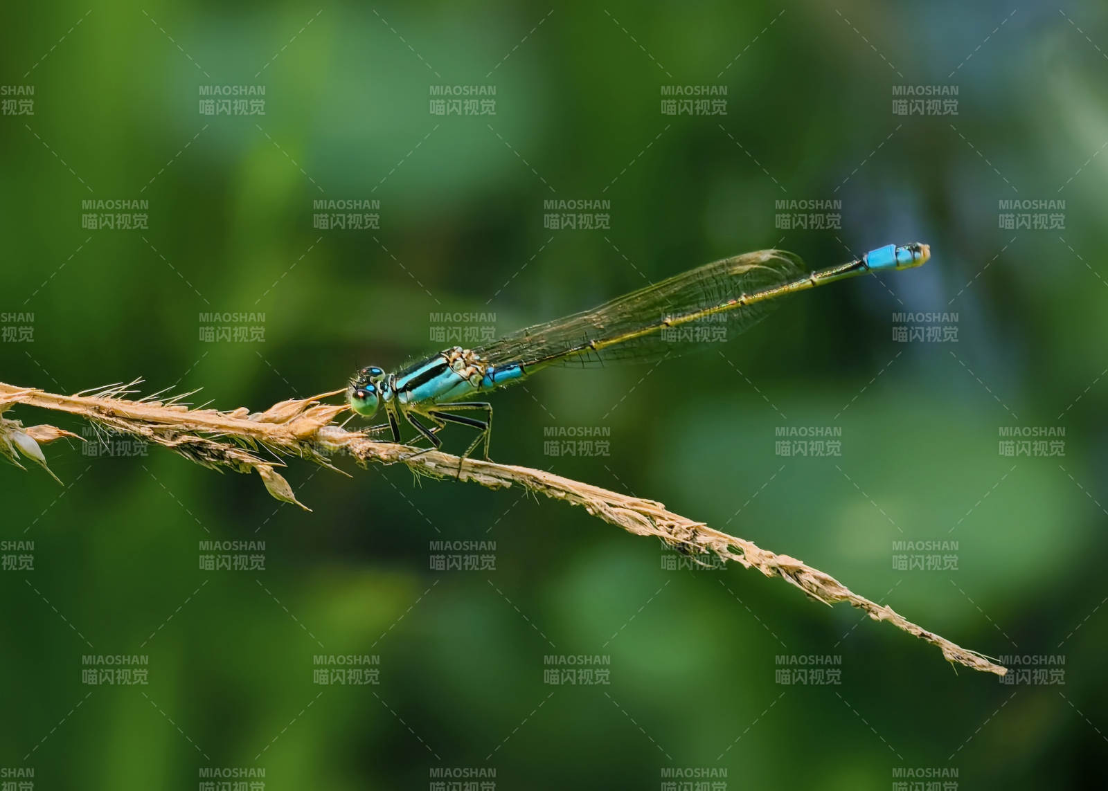 蓝蜻蜓栖枝头图片