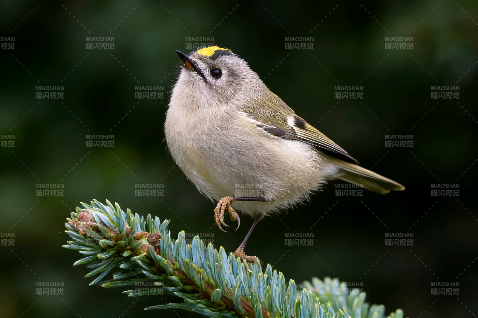 金冠戴菊栖枝头图片
