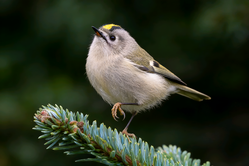 金冠戴菊栖枝头图片