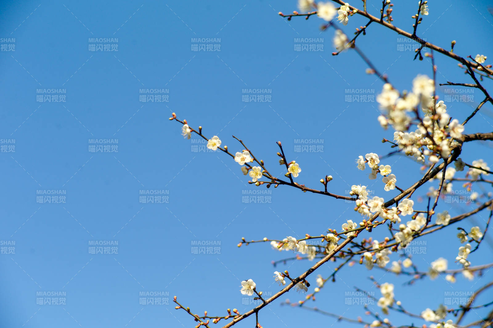 福安富春公园花开枝头图片