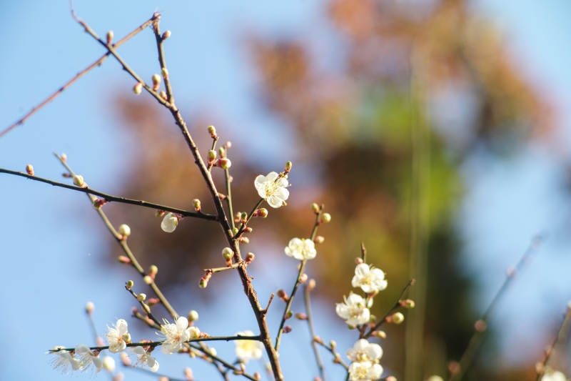 梅花绽放枝头图片