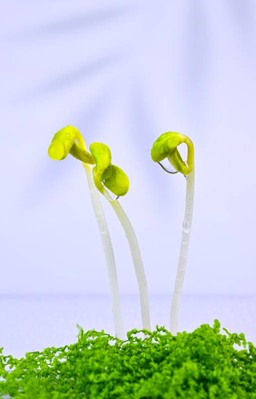 嫩绿黄豆芽特写图片