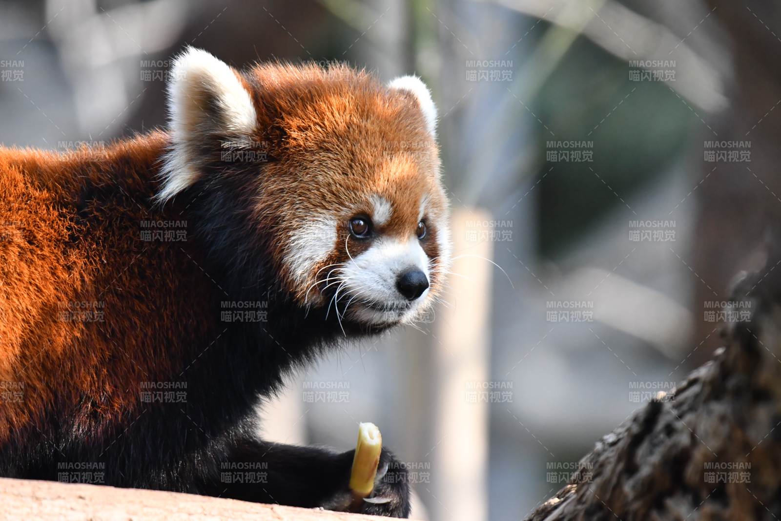 红熊猫啃食竹子图片