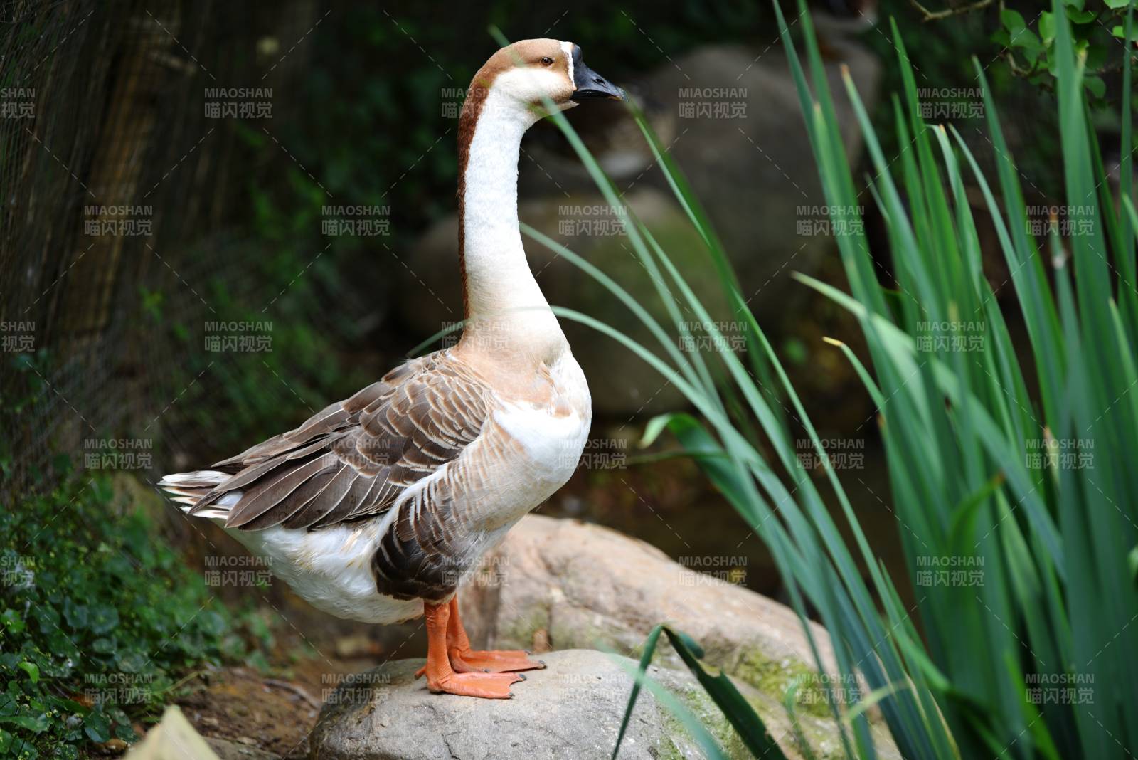 鹅立石上 绿植环绕图片