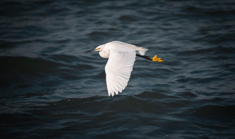 白鹭飞翔于水面图片