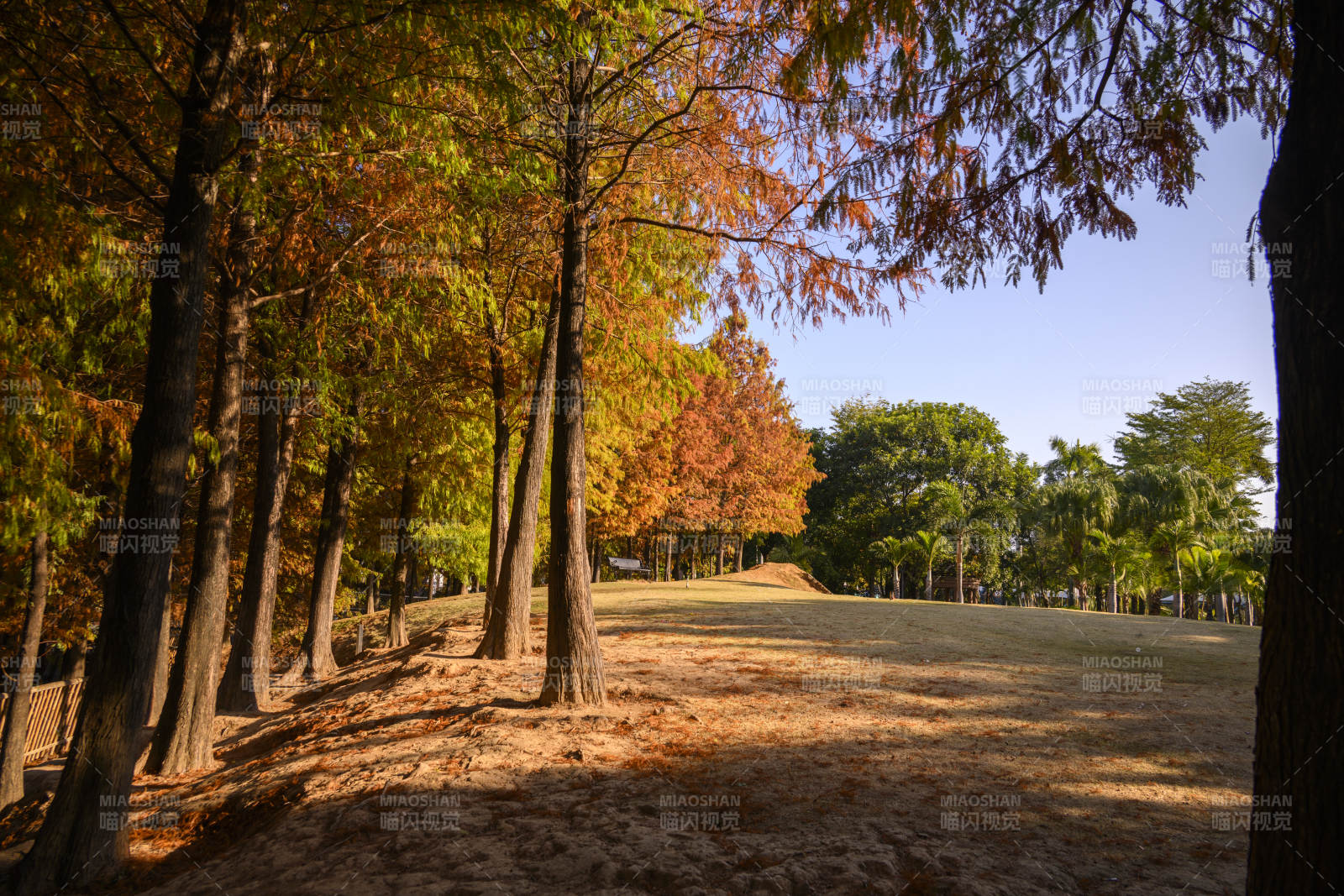 落羽杉秋林小径图片