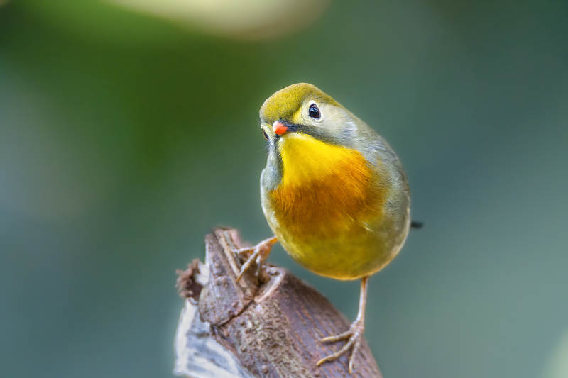 红嘴相思鸟栖息枝头图片