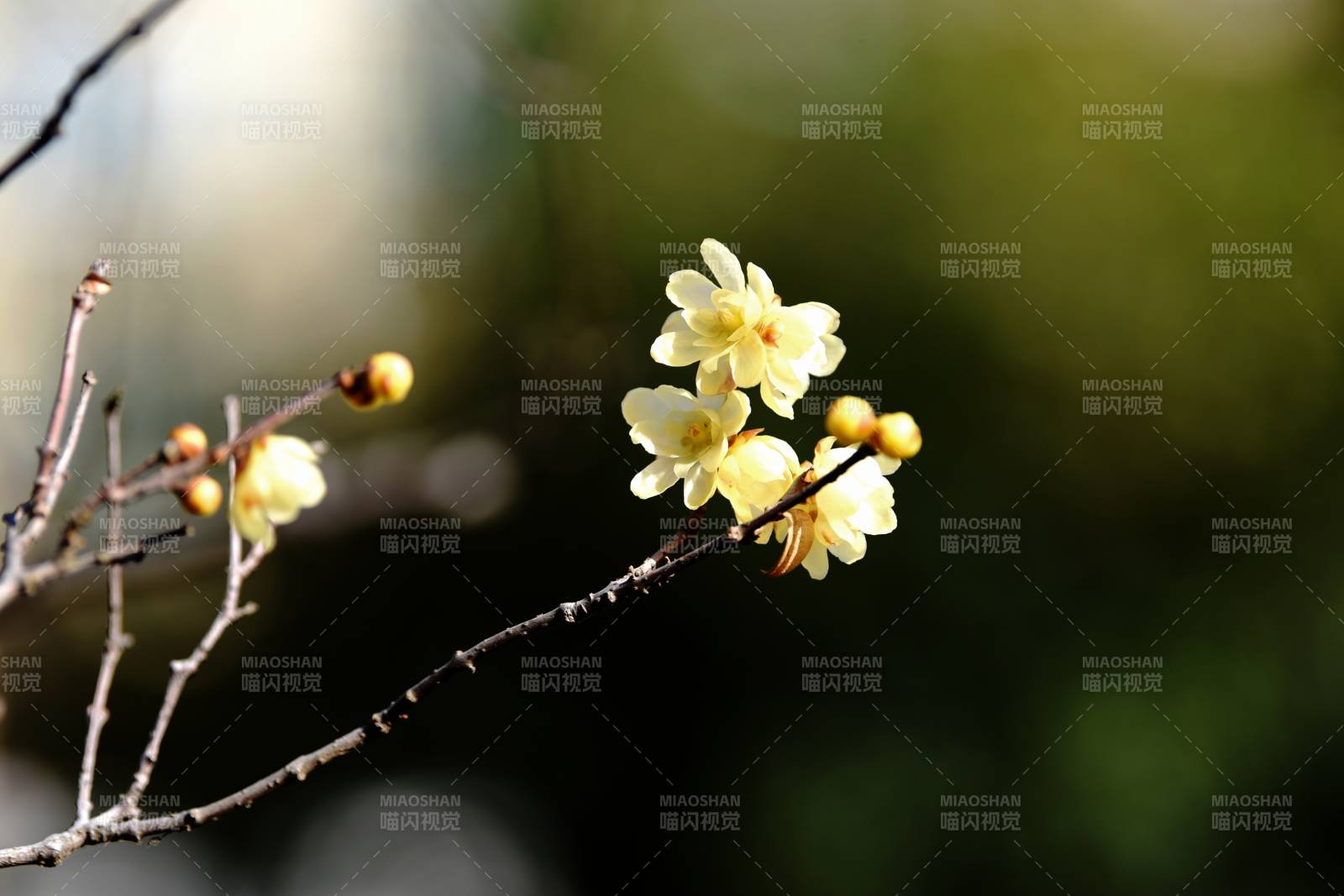 蜡梅绽放枝头图片