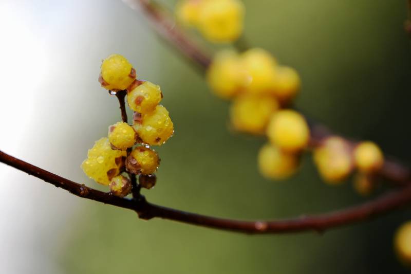 金黄腊梅枝头开图片