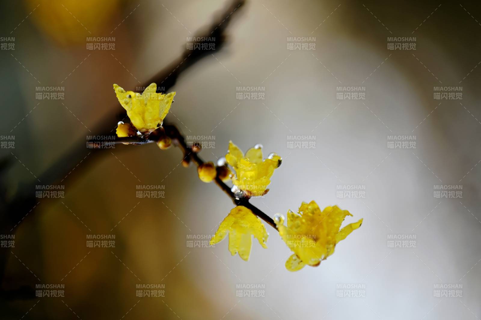 腊梅绽放枝头图片