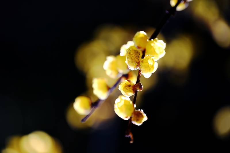 腊梅绽放枝头图片