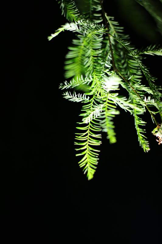 绿叶垂影、杉树、落羽杉图片