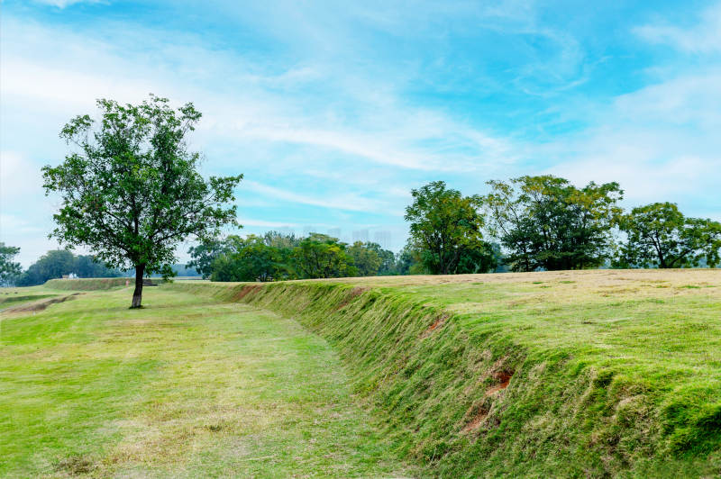 绿野孤树蓝天图片