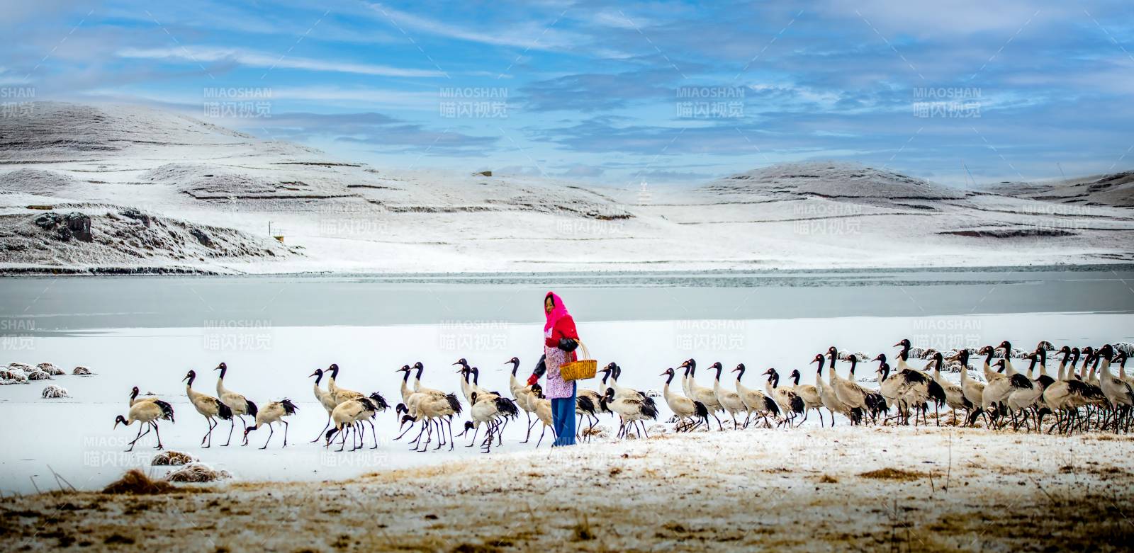 雪原上的鹤群与人图片