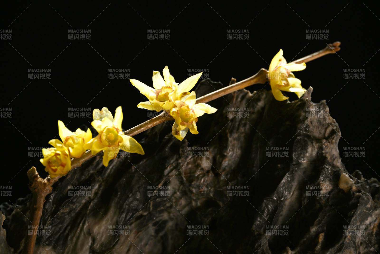 腊梅绽放枝头图片