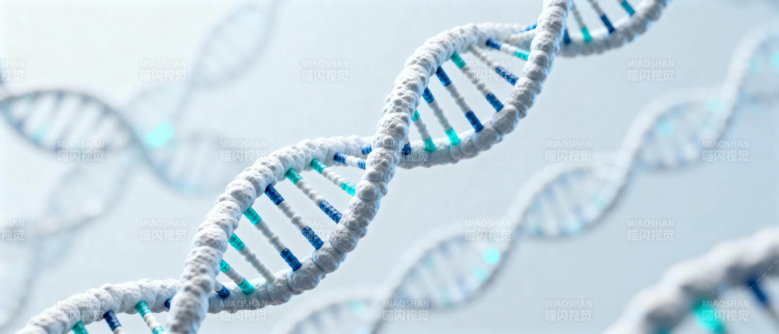 DNA双螺旋结构图片