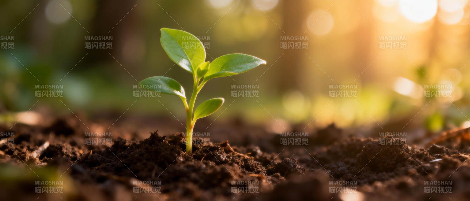 嫩芽破土而出图片