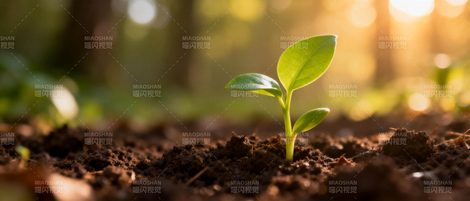 新芽破土而出图片