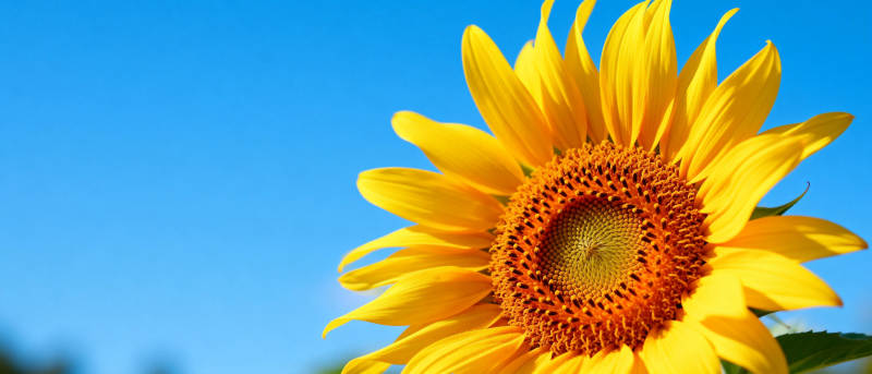 向日葵绽放蓝天图片