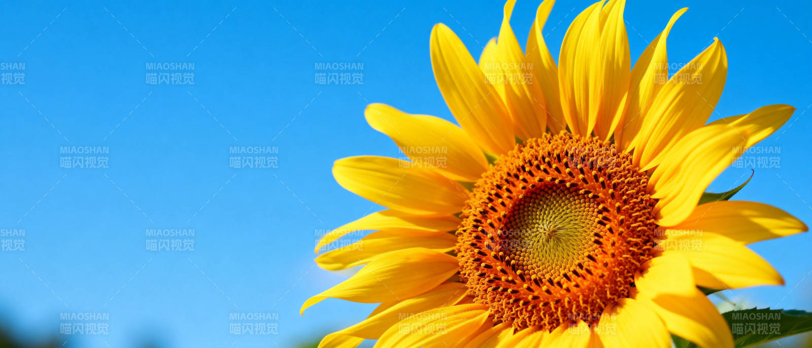 向日葵绽放蓝天图片
