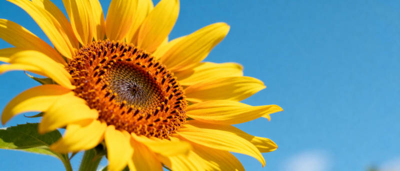 向日葵绽放蓝天图片