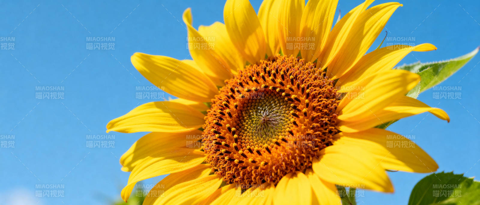 向日葵绽放蓝天图片