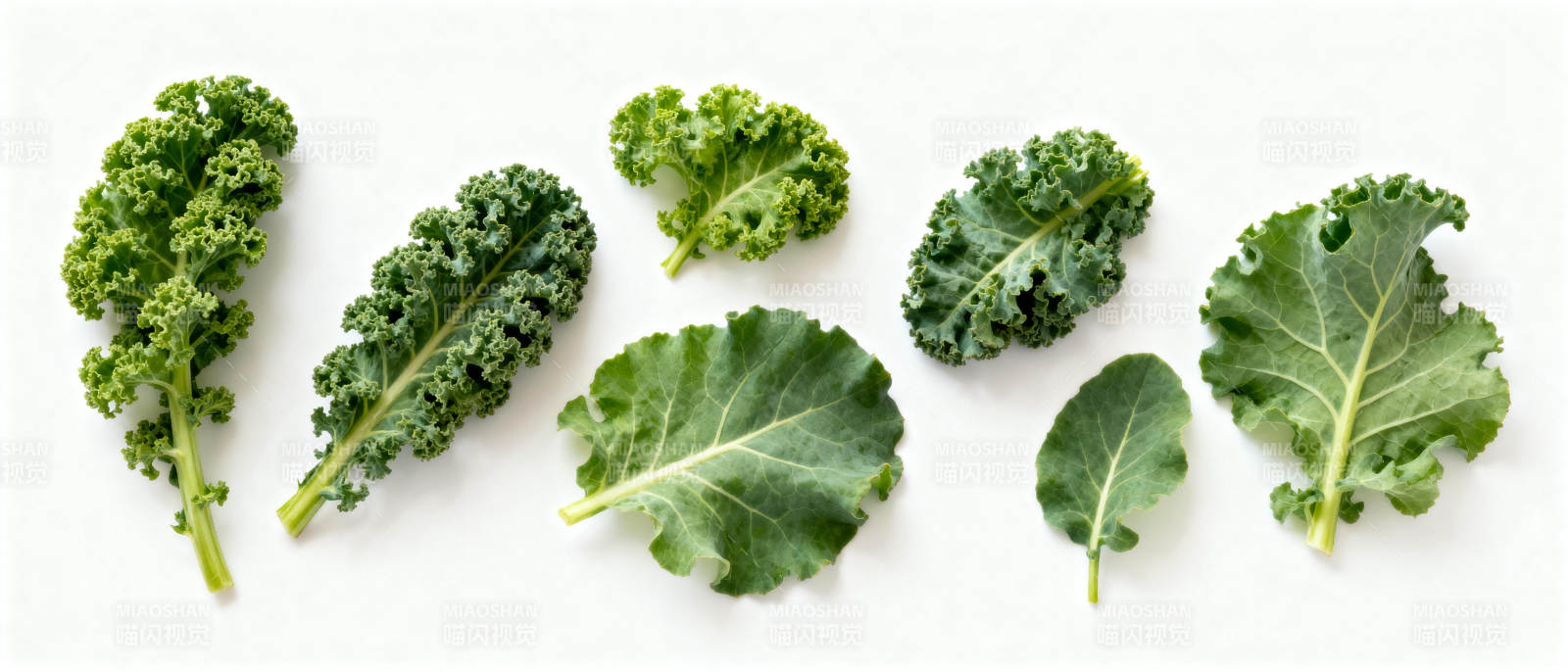 多样羽衣甘蓝叶图片