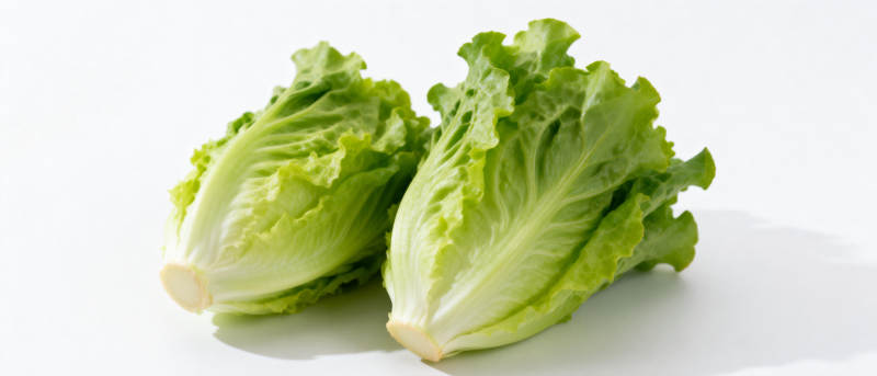 新鲜生菜特写图片