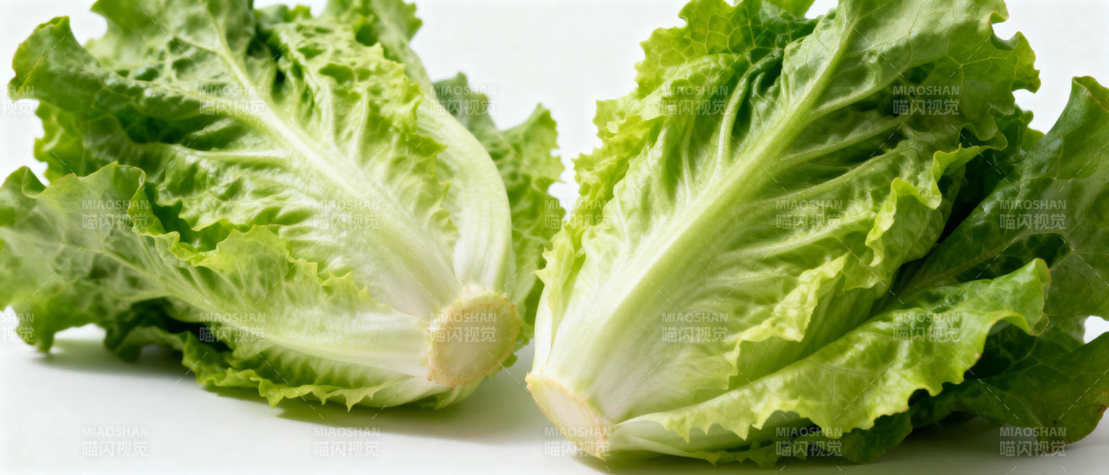 新鲜生菜特写图片