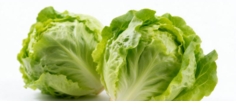 新鲜生菜特写图片