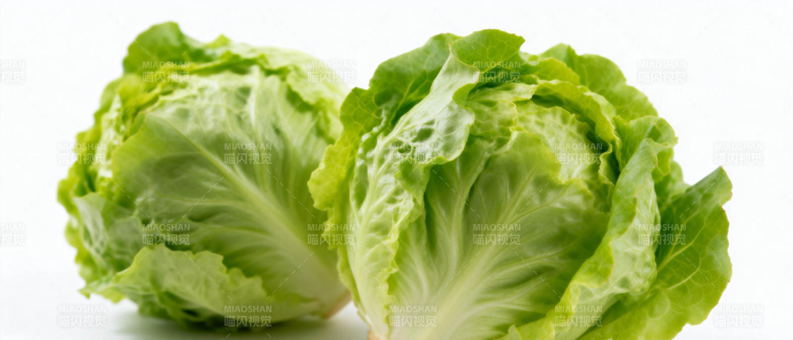 新鲜生菜特写图片